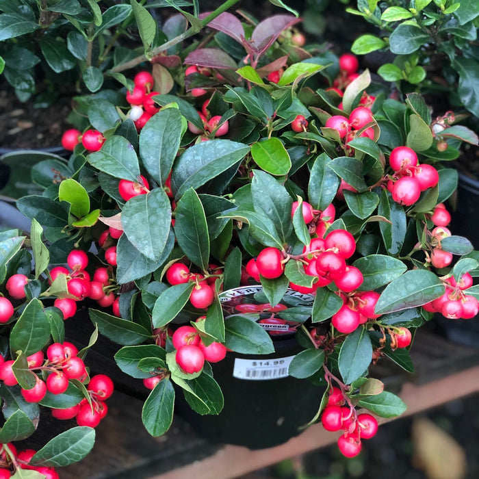 Gaultheria procumbens 'Gaulsidh5'  - Cherry Berries™ Wintergreen - Shipped