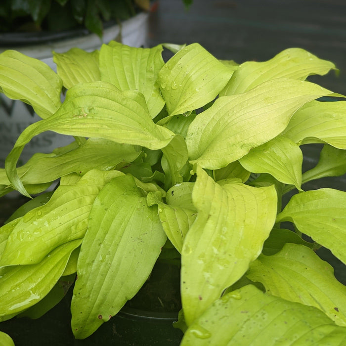 Hosta 'Dancing Queen'  - Dancing Queen Hosta - Shipped