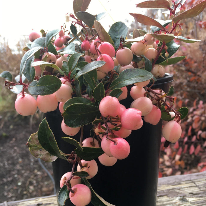 Gaultheria procumbens 'Hokutotakaji-001'  - Winter Fiesta™ Wintergreens - Shipped