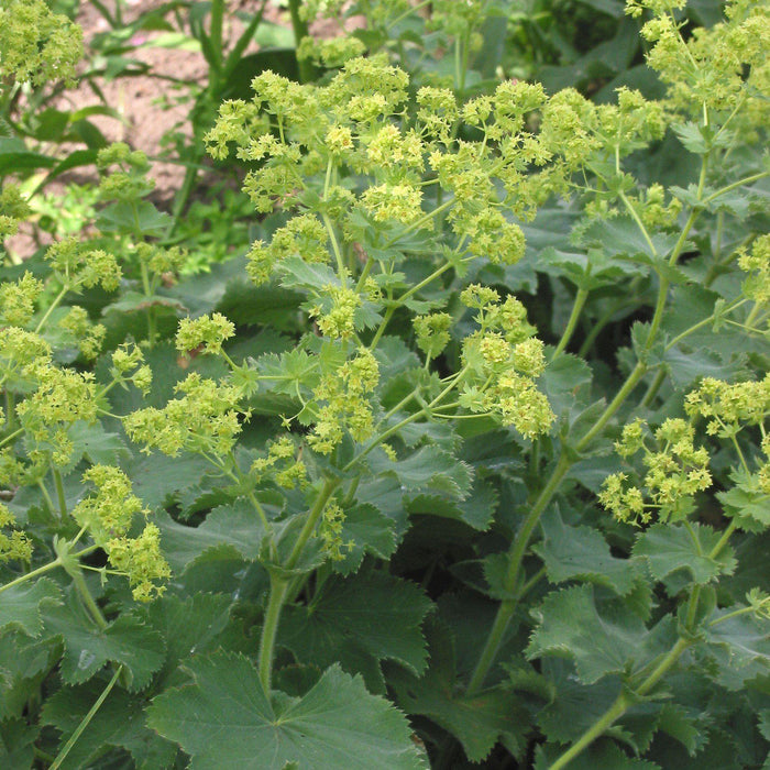 Lady's Mantle - Shipped