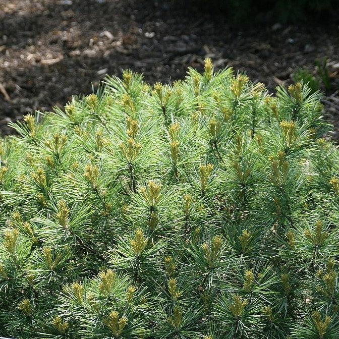 Pinus strobus 'Soft Touch'  - Soft Touch White Pine - Shipped