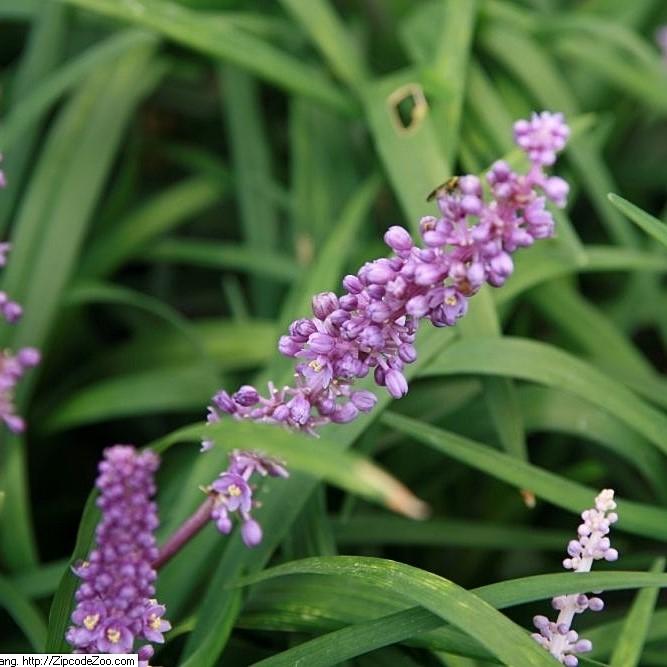 Liriope muscari 'Royal Purple'  - Royal Purple Lilyturf - Shipped
