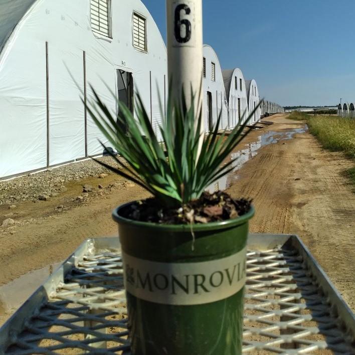 Lucerne Blue-Eyed Grass - Shipped