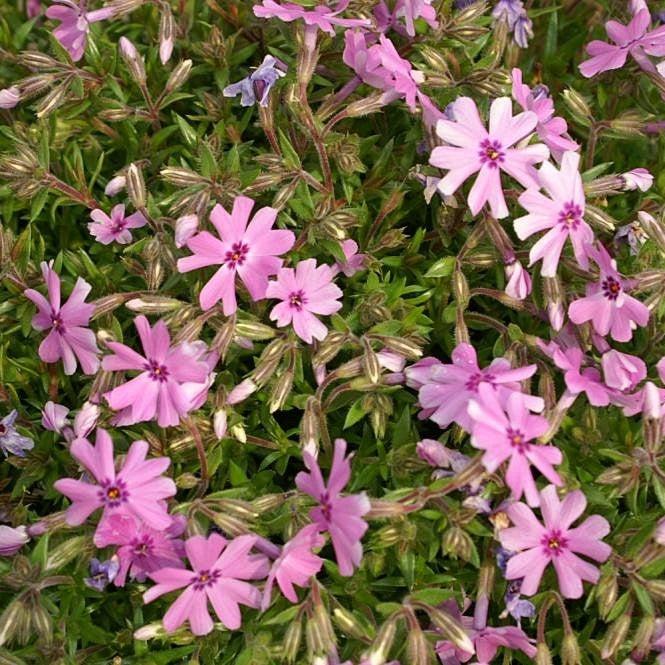 Fort Hill Creeping Phlox - Shipped
