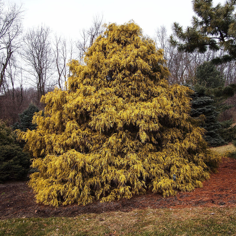 Golden Sawara Cypress - Shipped
