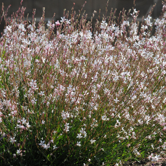 Gaura lindheimeri 'Sparkle White'  - Sparkle White Gaura - Shipped