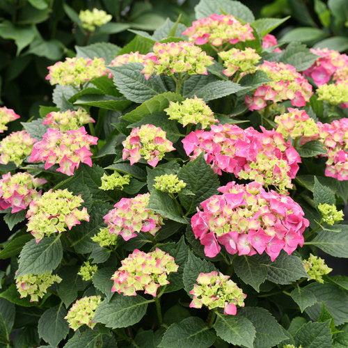Let's Dance® Big Band® Hydrangea - Shipped