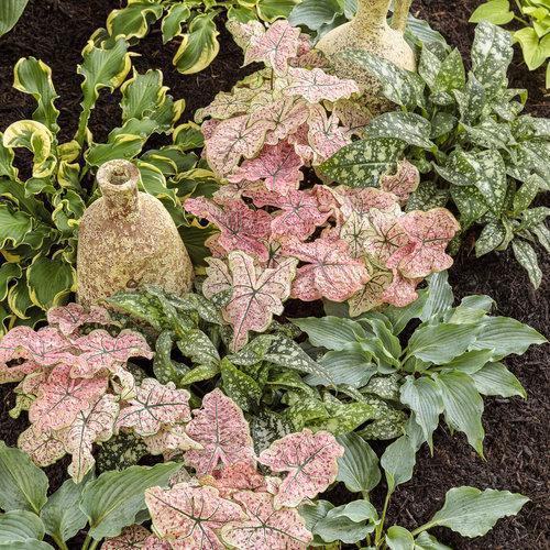 Hosta 'Waterslide' PP30303  - PW® Shadowland® 'Waterslide' Hosta - Shipped
