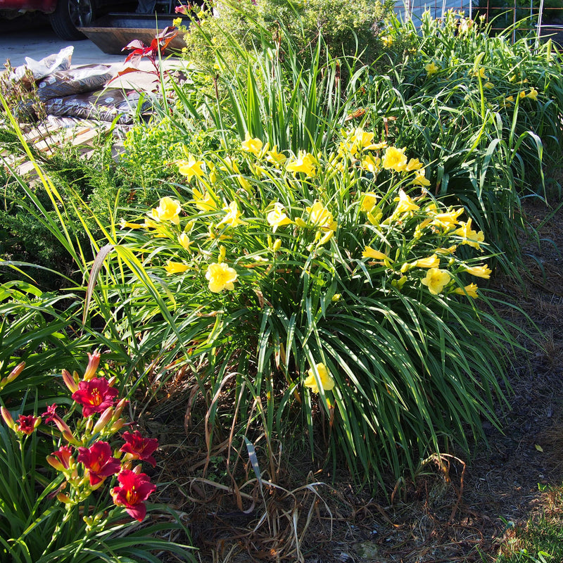 Happy Returns Daylily - Shipped