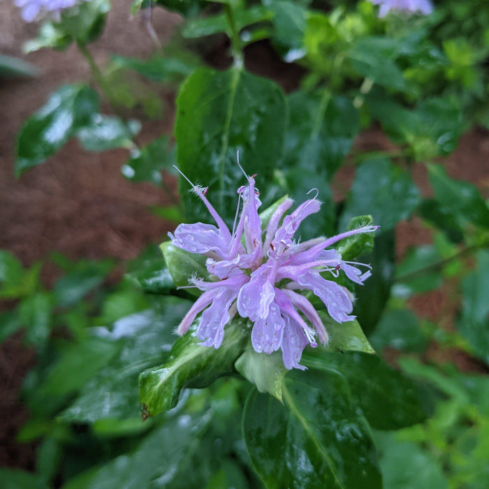 Monarda fistulosa  - Wild Bergamot - Shipped