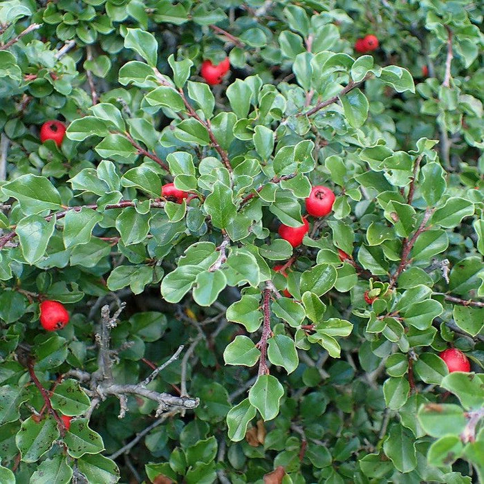 Cotoneaster apiculatus  - Cranberry Cotoneaster - Shipped