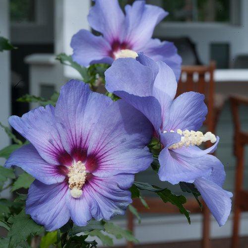 Azurri Blue Satin® Rose of Sharon - Shipped