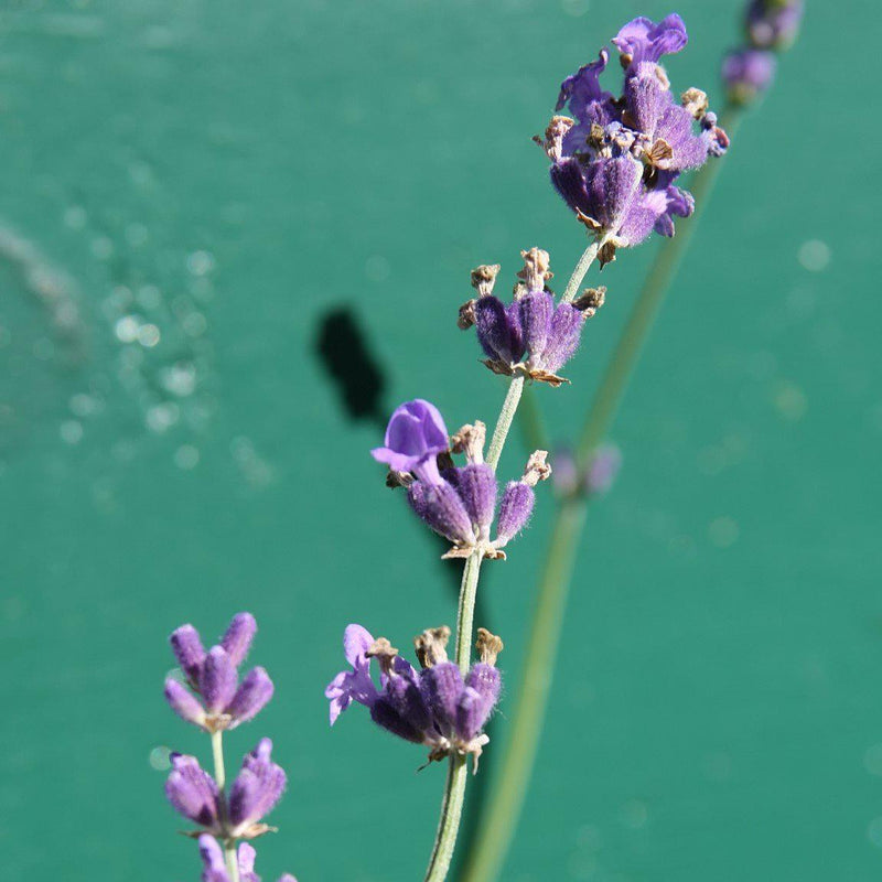Munstead English Lavender - Shipped