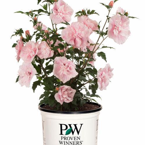 Pink Chiffon® Rose of Sharon - Shipped