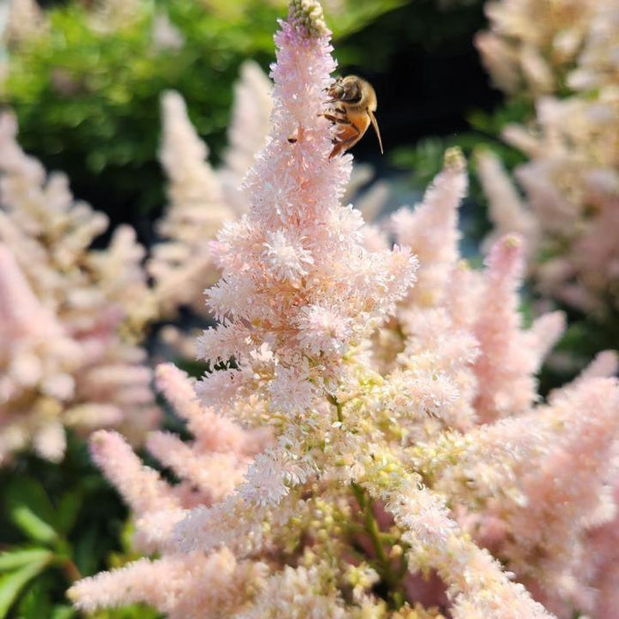Astilbe 'Verssilvery Pink'  - Younique™ Silvery Pink Astilbe - Shipped