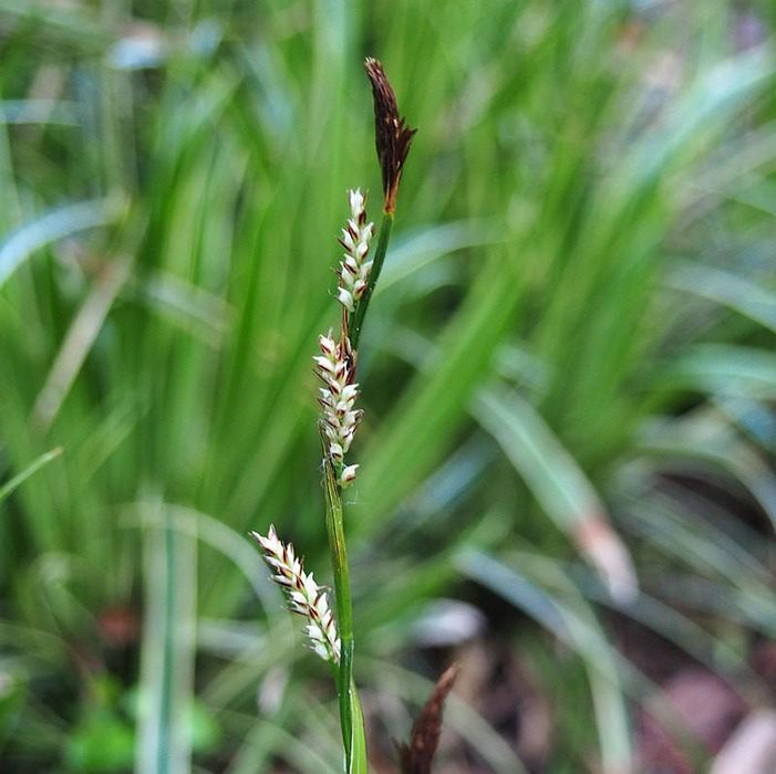 Carex morrowii 'Ice Dance'  - Ice Dance Sedge - Shipped