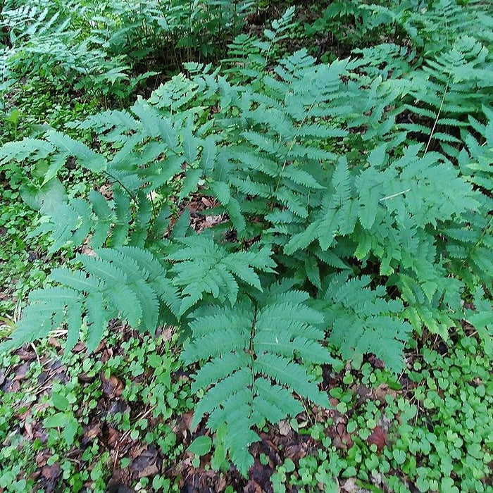 Dryopteris goldiana  - Goldie’s Shield Fern, Giant Wood Fern - Shipped