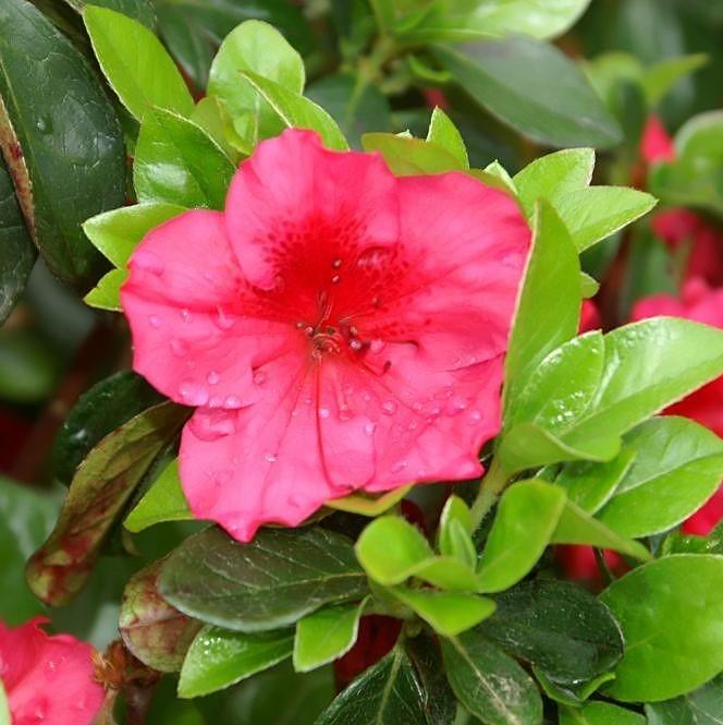 Girard's Crimson Azalea - Shipped