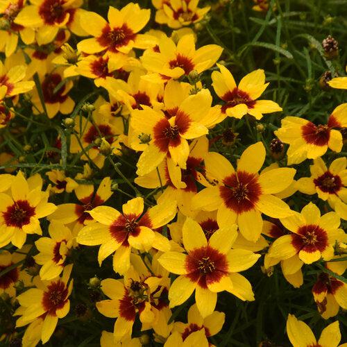 Coreopsis verticillata 'Golden Needles'  - Designer Threads™ Golden Needles Coreopsis - Shipped