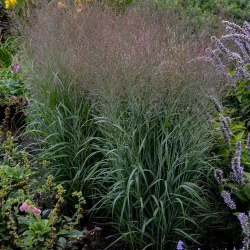 Prairie Winds® Apache Rose Switch Grass - Shipped