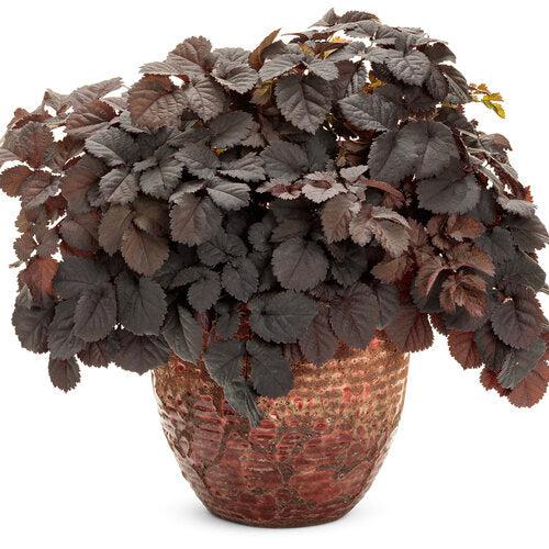 Astilbe 'Dark Side of the Moon'  - Dark Side of the Moon Astilbe - Shipped