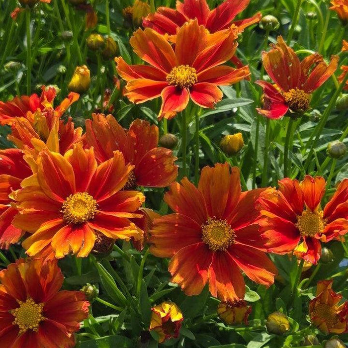 Coreopsis x 'Darling Clementine'  - Lil' Bang™ Darling Clementine Tickseed - Shipped