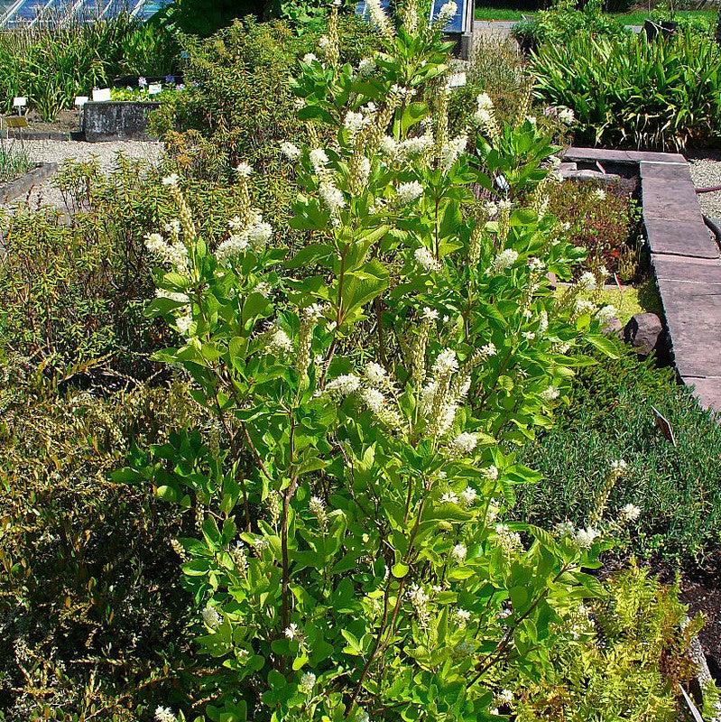 Summersweet, Sweet Pepperbush - Shipped
