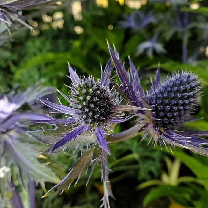 Eryngium x zabelii 'Big Blue'  - Big Blue Sea Holly - Shipped