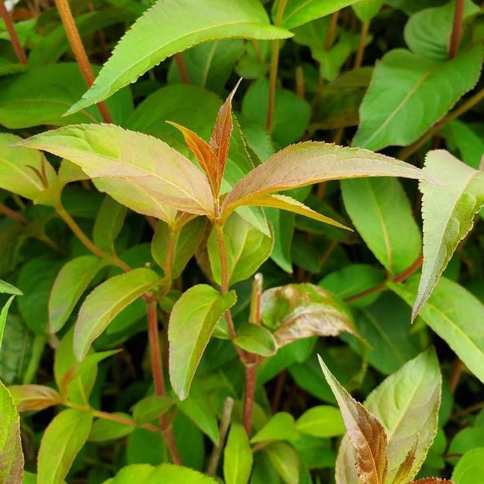 Diervilla 'SMDCS' PP33,288  - Ru-Bee Wren™ Bush Honeysuckle - Shipped