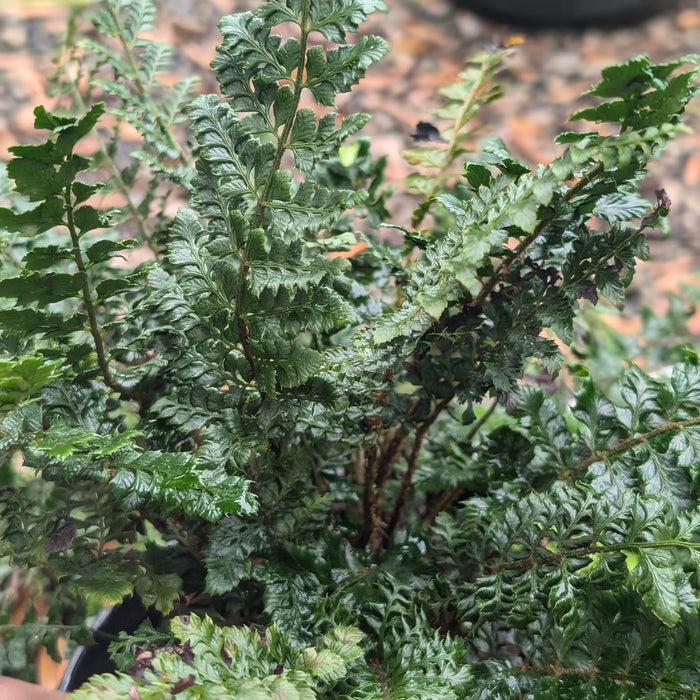 Polystichum polyblepharum  - Tassel Fern - Shipped