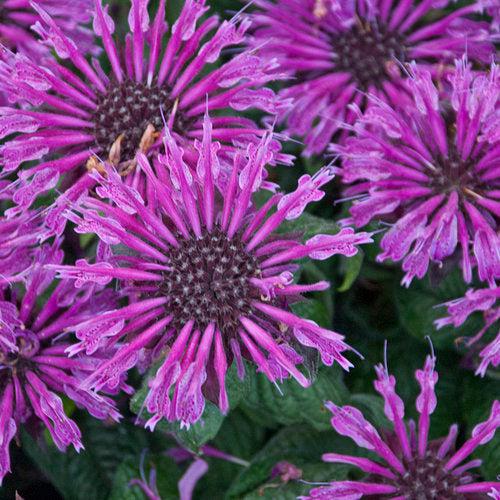 Monarda 'Leading Lady Plum' PP26,447  - PW® Leading Lady Plum Bee Balm - Shipped