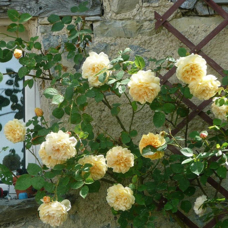 Teasing Georgia® Rose - Shipped