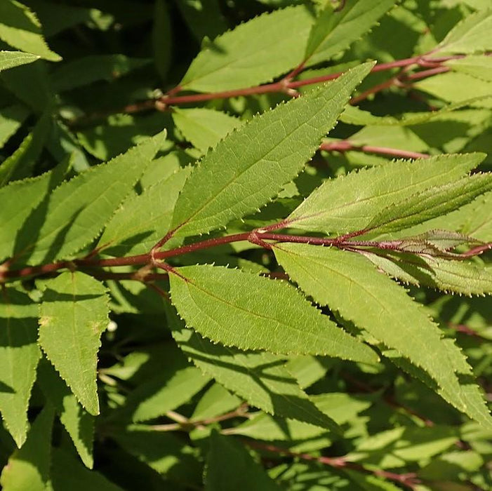 Dwarf Nikko Deutzia - Shipped