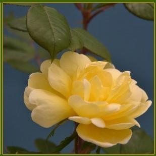 Sunny Knock Out® Rose - Shipped