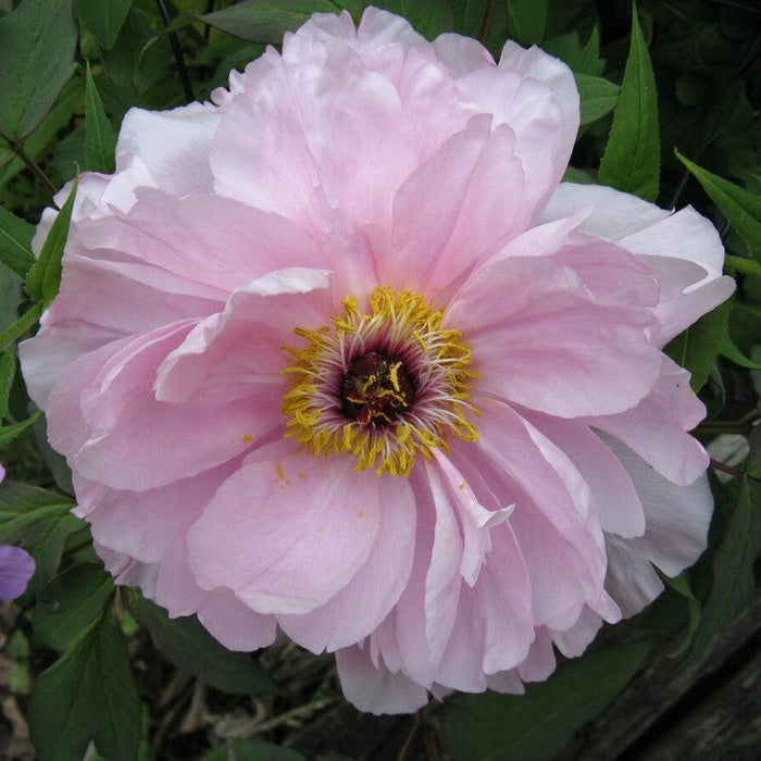 Paeonia 'First Arrival'  - First Arrival Itoh Peony - Shipped