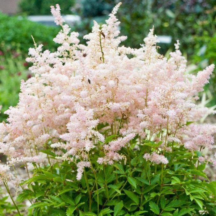 Astilbe 'Verssilvery Pink'  - Younique™ Silvery Pink Astilbe - Shipped