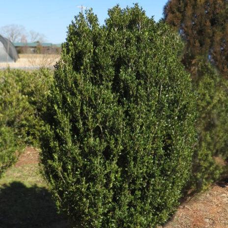 Ilex crenata 'MAD-IC-I' PP32,035  - First Editions® Chubby Hubby™ Japanese Holly - Shipped