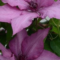 Clematis 'Evipo051'  - Giselle™ Clematis - Shipped