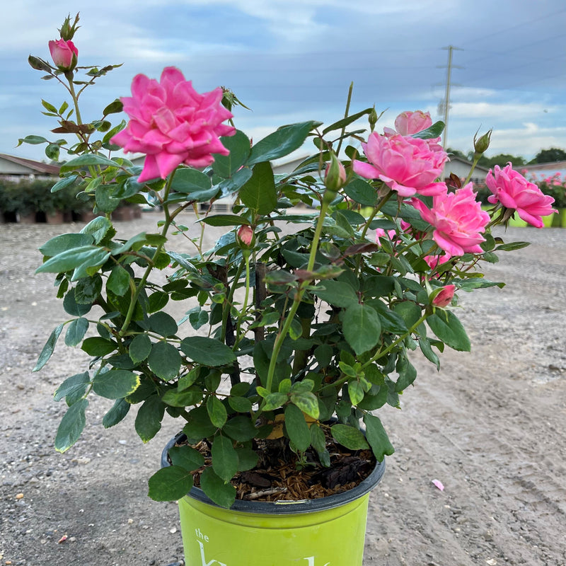Double Pink Knock Out® Rose - Shipped