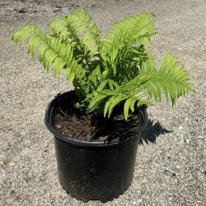 Ostrich Fern - Shipped