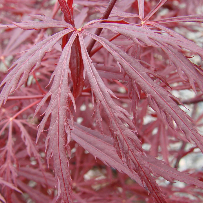 Acer palmatum var. dissectum 'Red Dragon'  - Red Dragon Japanese Maple - Shipped