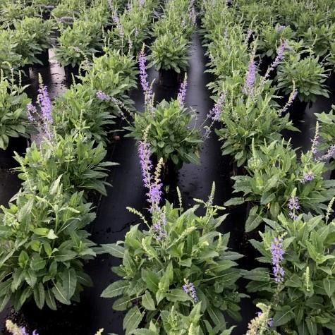 May Night Wood Sage - Shipped