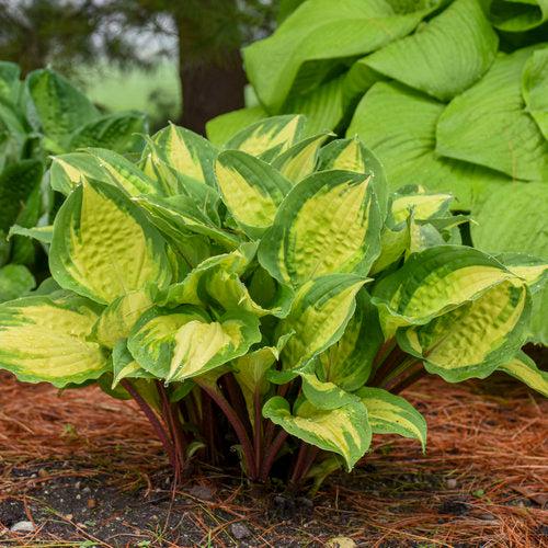 Hosta 'Island Breeze'  - Island Breeze Hosta - Shipped
