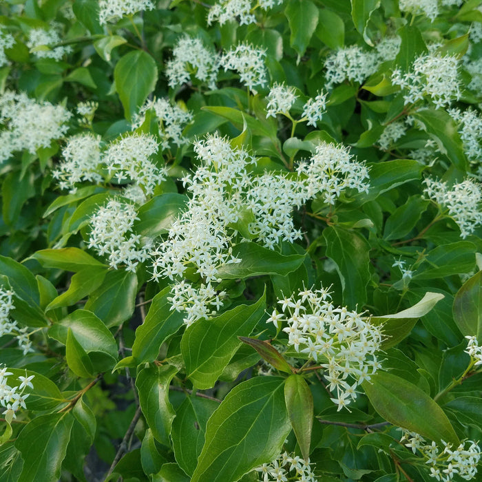 Cornus racemosa  - Gray Dogwood - Shipped