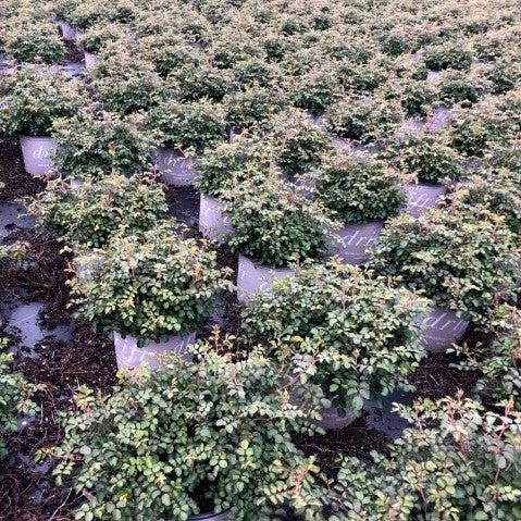 Rosa 'Meifranjin' PP 33,507  - Blushing Drift® Rose - Shipped