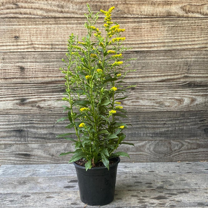 Solidago rugosa 'Fireworks'  - Fireworks Goldenrod - Shipped