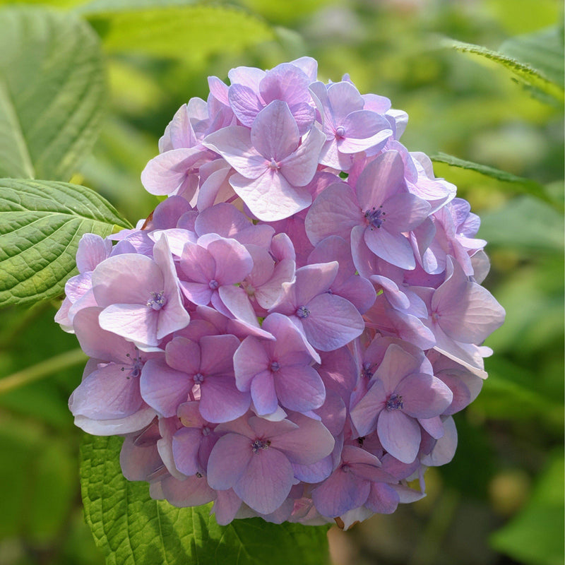 Nikko Blue Hydrangea - Shipped
