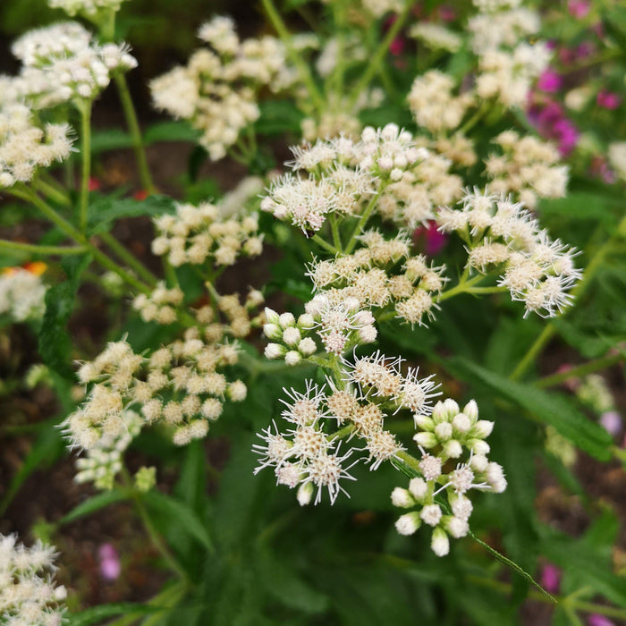 Eupatorium perfoliatum  - American Boneset - Shipped