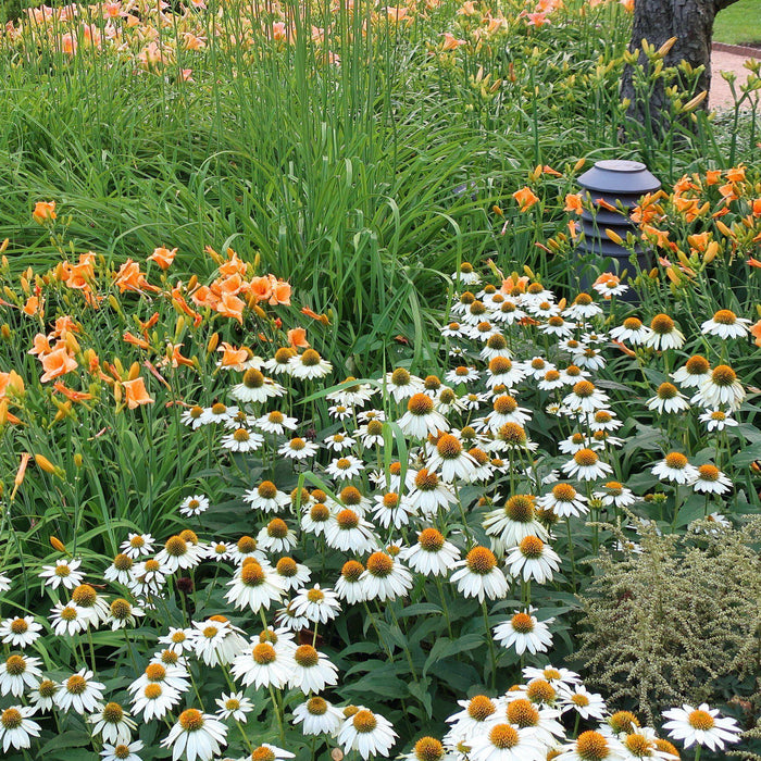 Echinacea purpurea 'PowWow White'  - PowWow® White Echinacea, Coneflower - Shipped