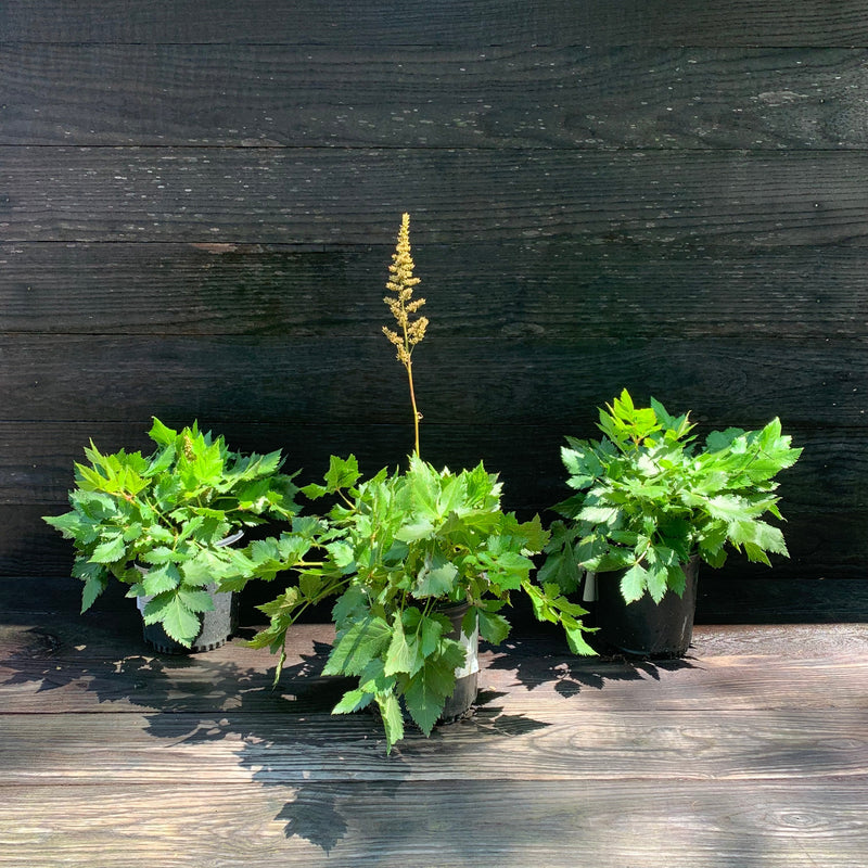 Visions Chinese Astilbe, False Goat's Beard - Shipped
